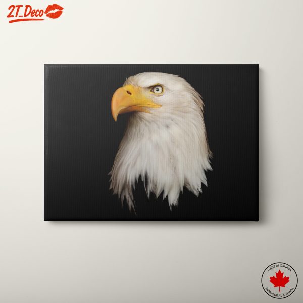 Majestic Eagle Portrait on Black Background