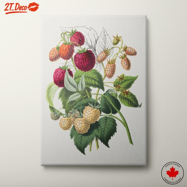 Raspberry Botanical Art Illustration