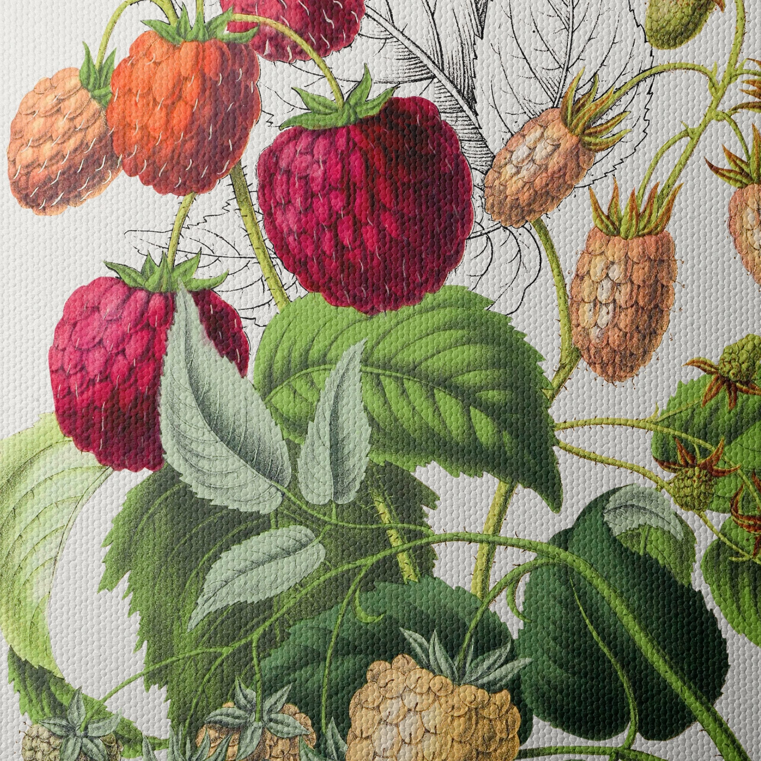 Raspberry Botanical Art Illustration - Image 4