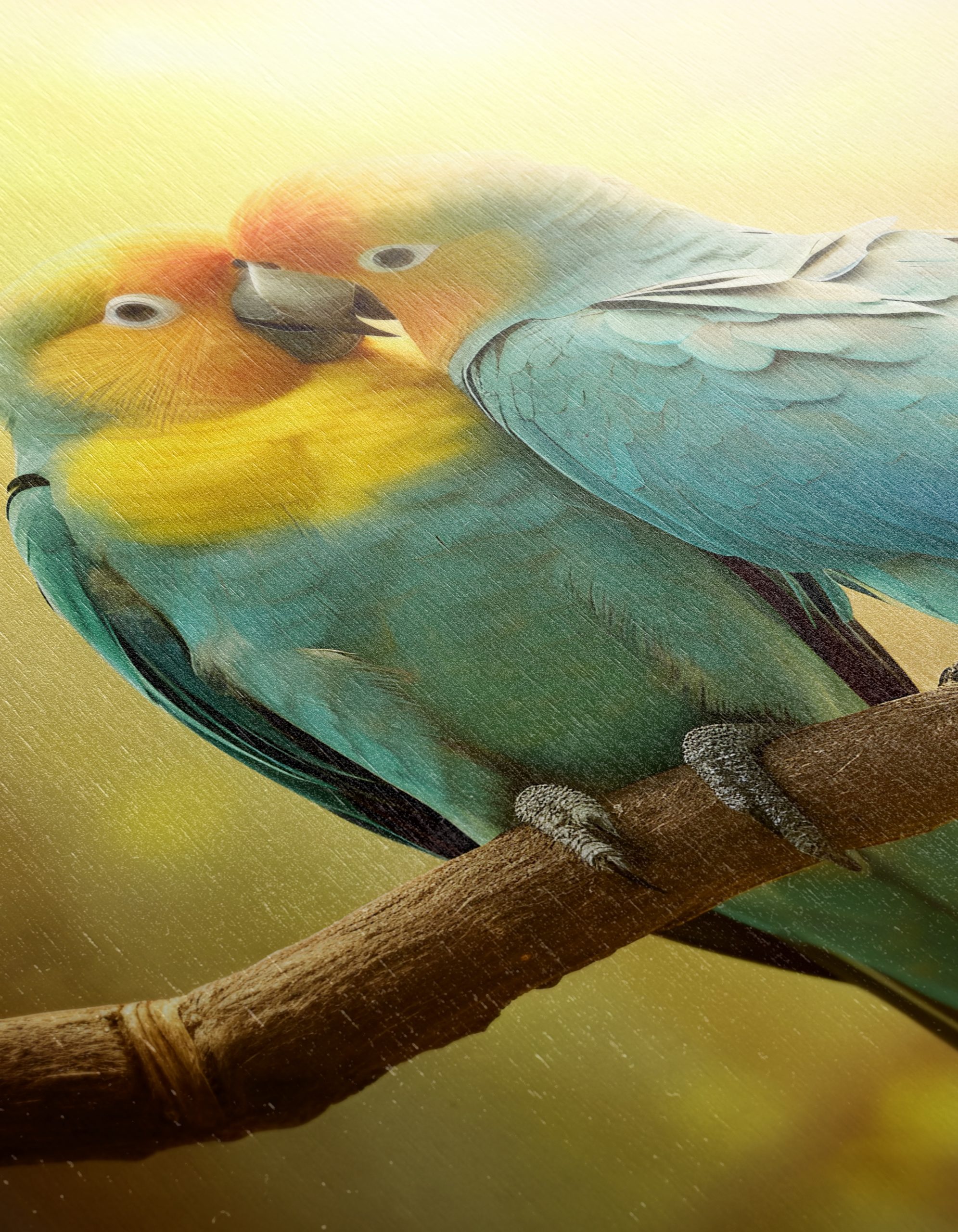 Couple of Colorful Birds on a Branch - Image 12