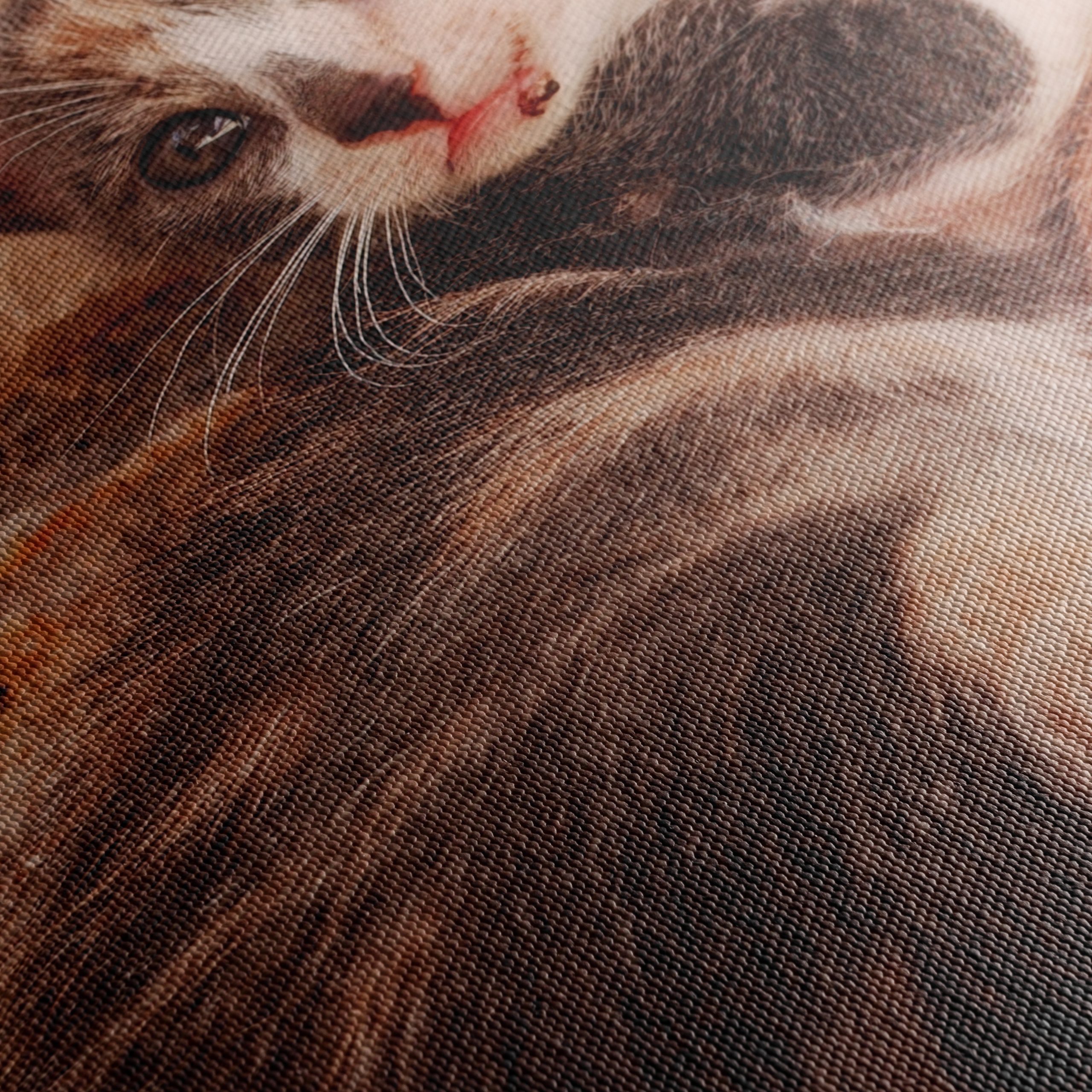 Cute Kittens Snuggling Together - Image 5