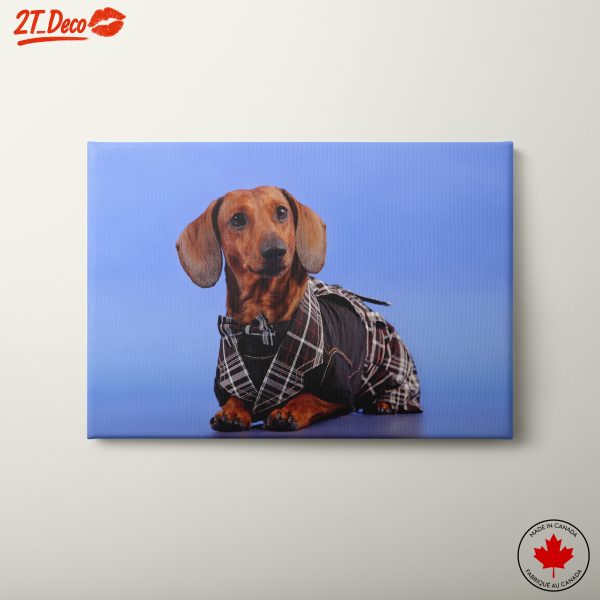 Stylish Dressed Dachshund Dog Portrait