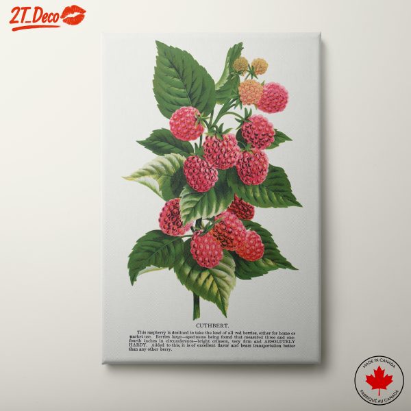Detailed Botanical Illustration of Raspberries