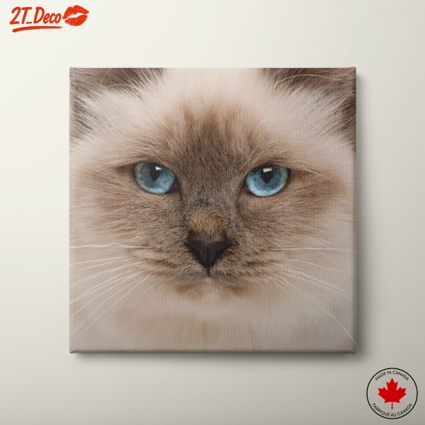 Close-Up Portrait of a Cat with Blue Eyes