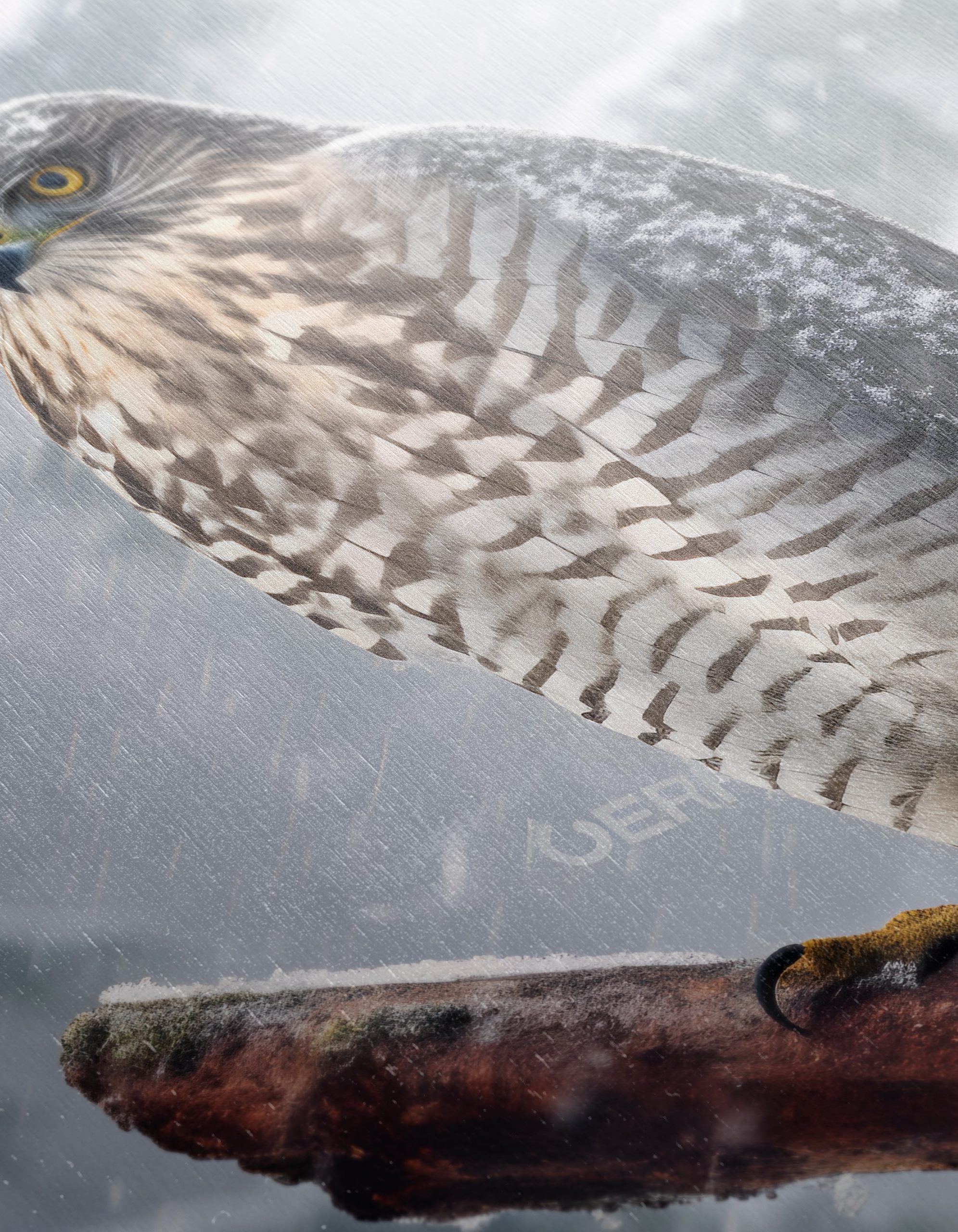 Stunning Eagle in Snowy Landscape - Image 12