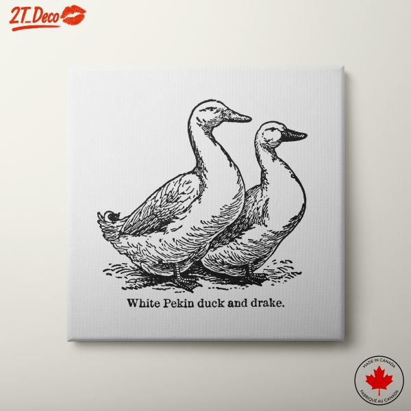 White Pekin Ducks Illustration
