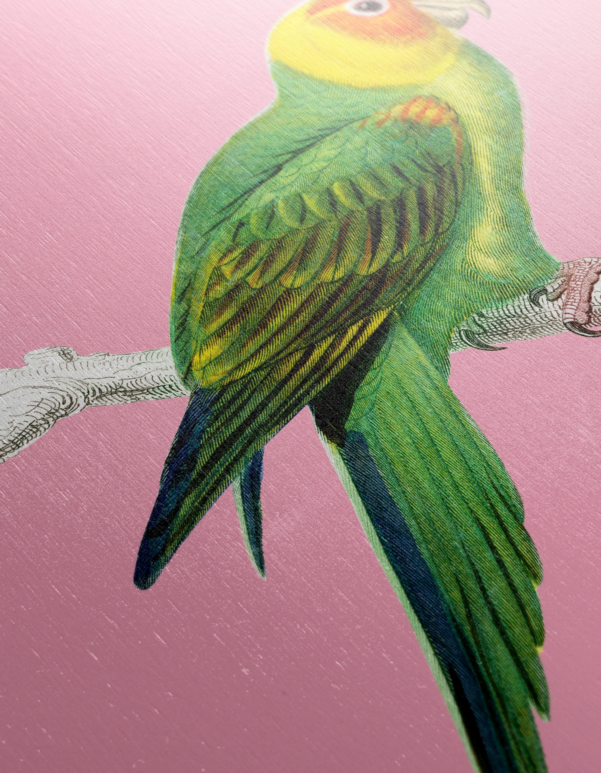 Vibrant Parrot Illustration on Pink Background - Image 12
