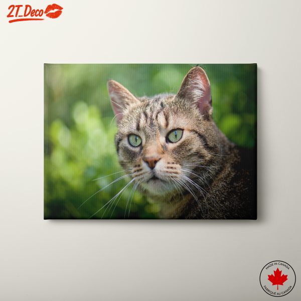 Stunning Cat Portrait In Nature