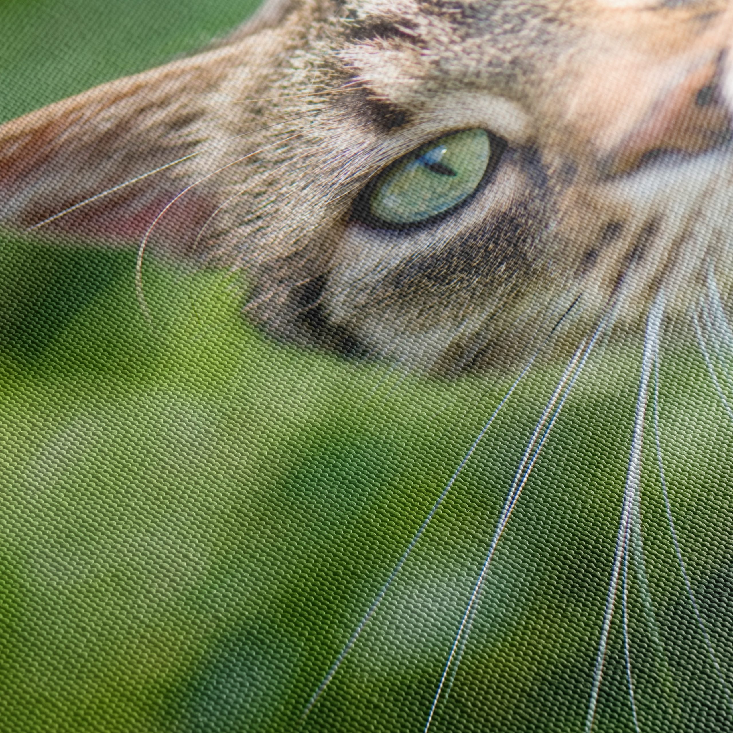 Stunning Cat Portrait In Nature - Image 5