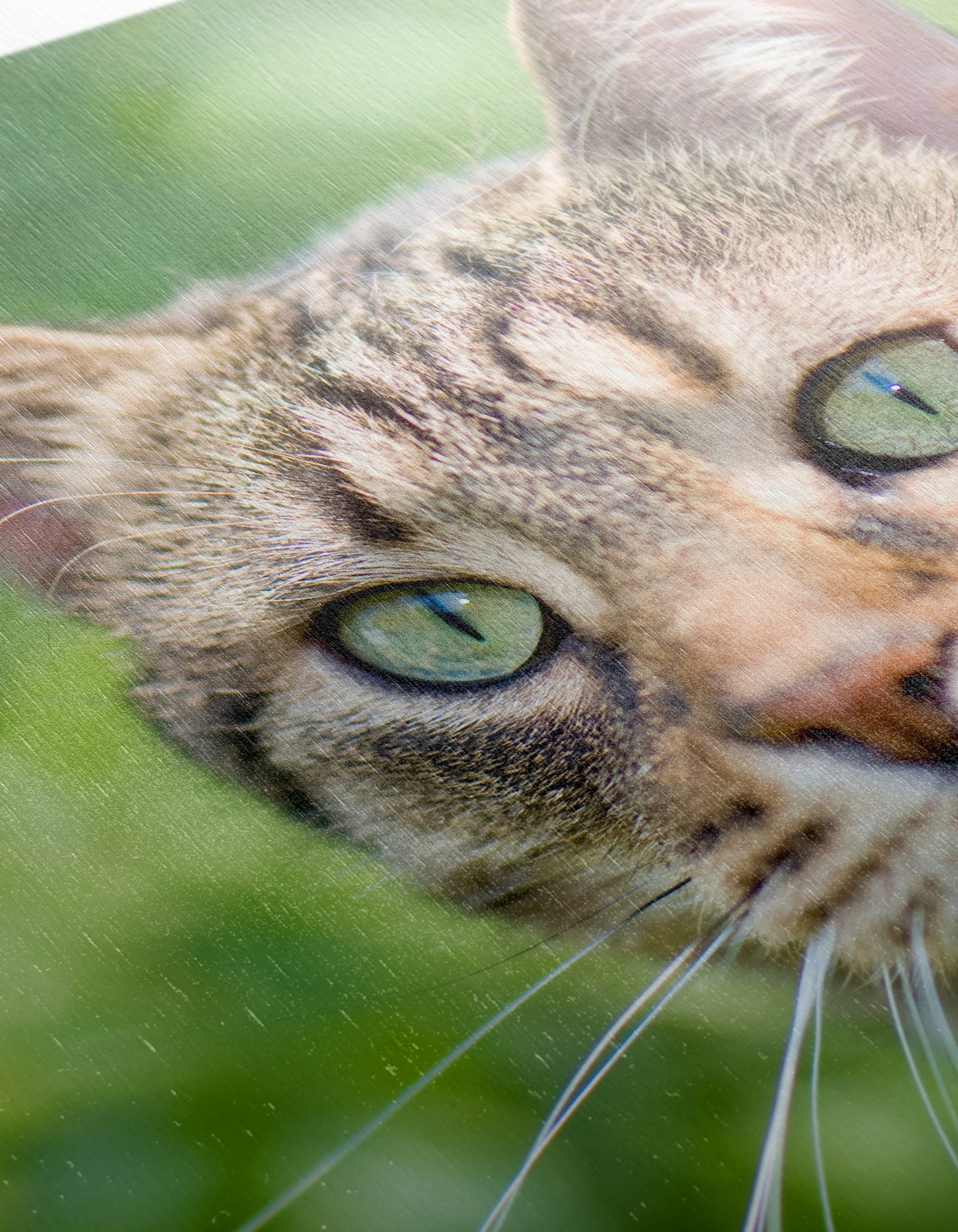 Stunning Cat Portrait In Nature - Image 12