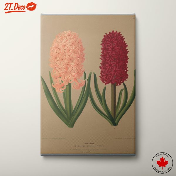 Hyacinth Flower Illustration Art