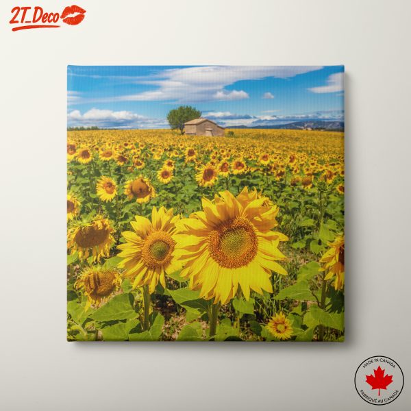 Vibrant Sunflower Field Landscape