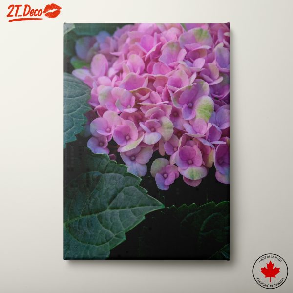 Hydrangea Flowers Close-Up Photography