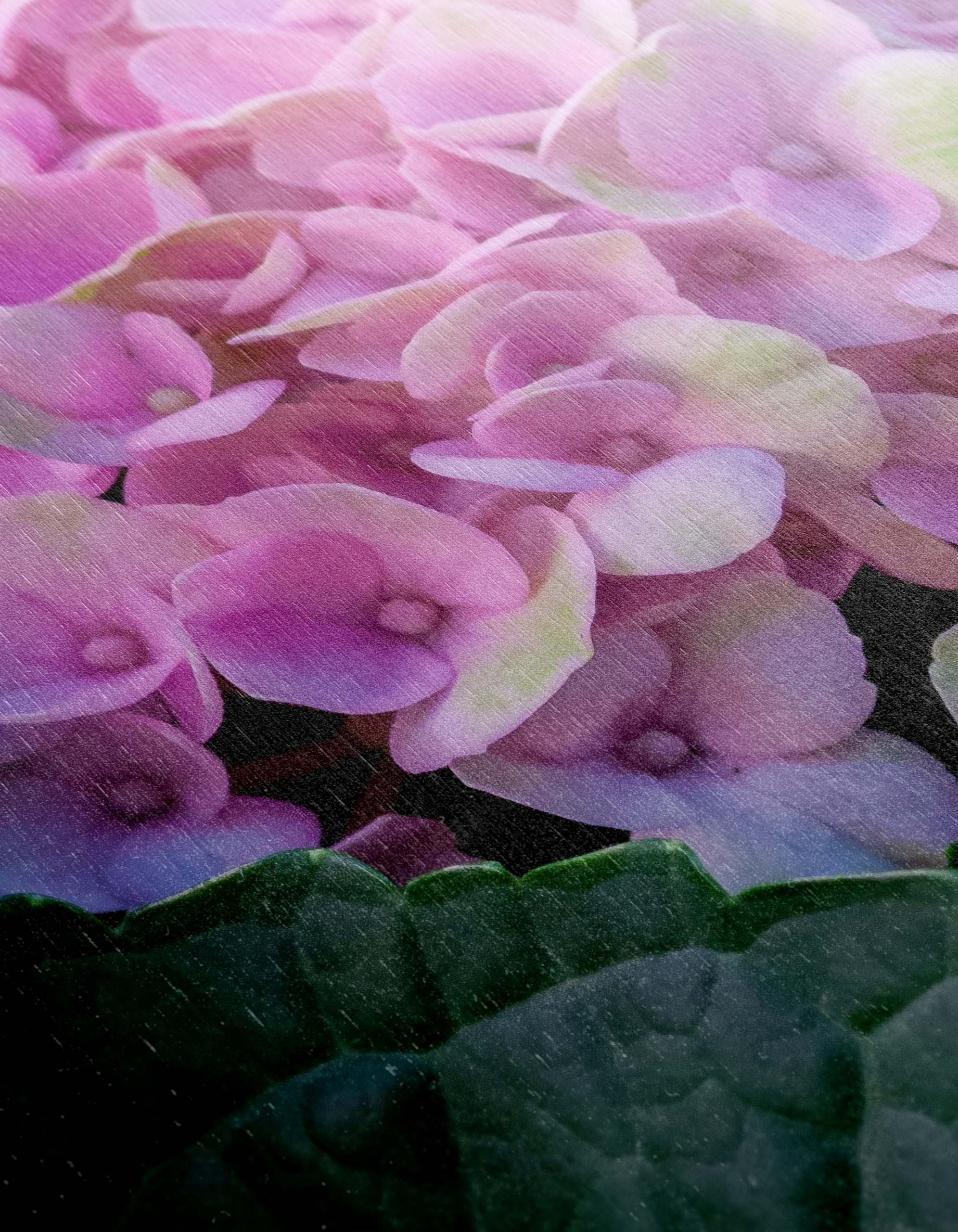 Hydrangea Flowers Close-Up Photography - Image 12