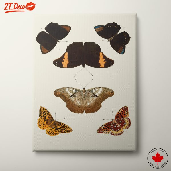 Illustrated Butterflies in Natural Colors
