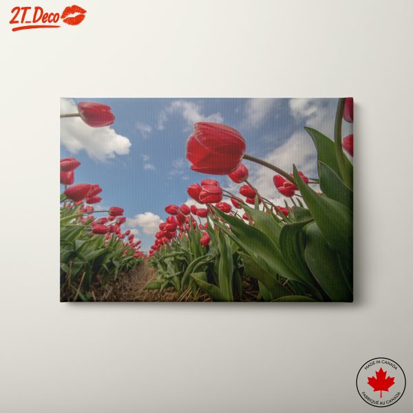 Vibrant Tulip Field Under Blue Sky