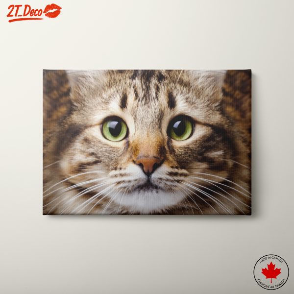 Close-Up of a Striking Cat Portrait