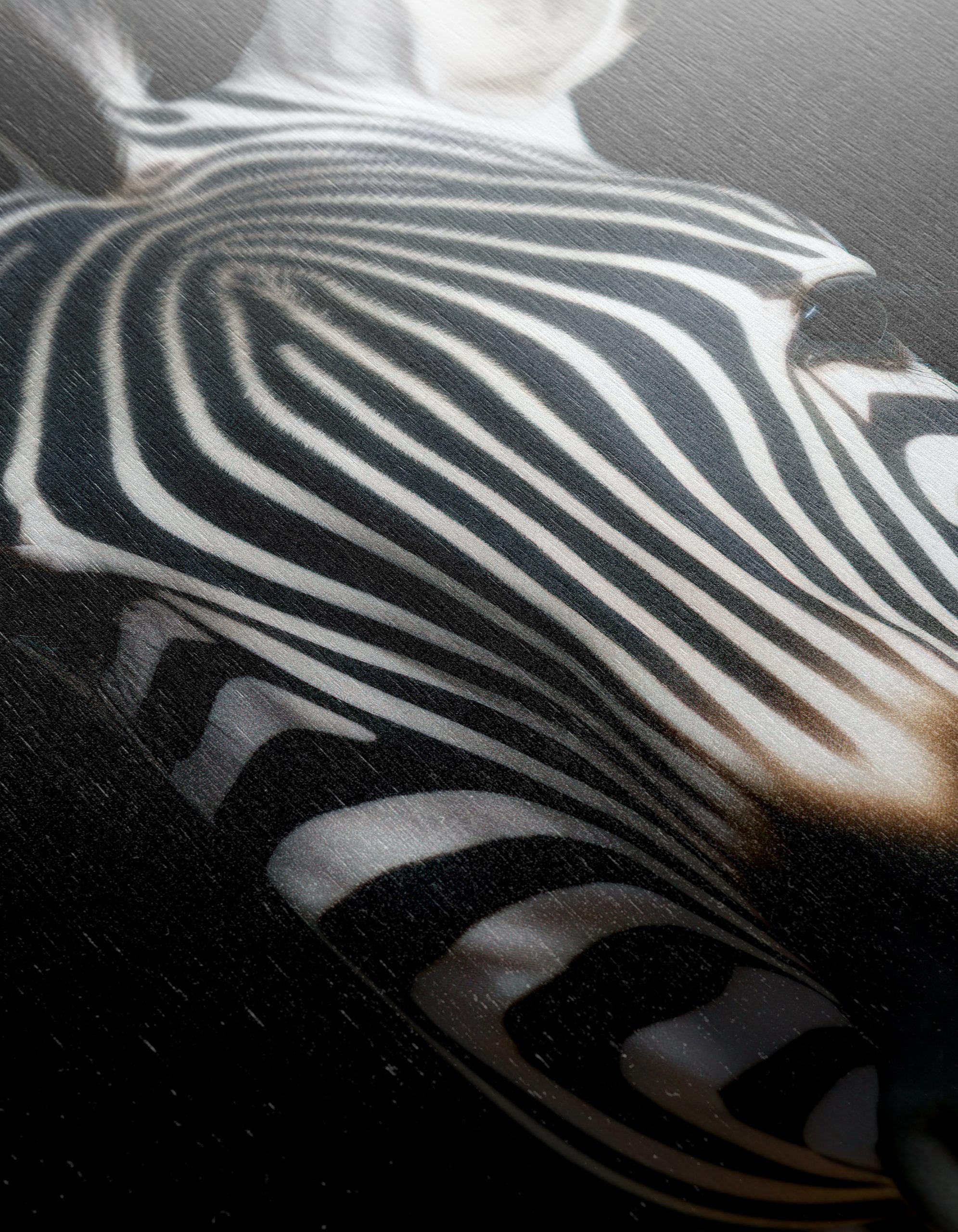 Striking Zebra Portrait Against Black Background - Image 12