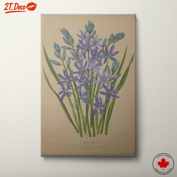 Detailed Botanical Illustration of Camassia Esculenta