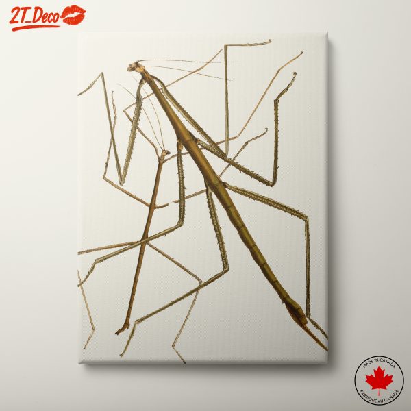 Detailed Insect Illustration Art 2