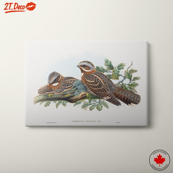 Detailed Illustration of Nesting Birds