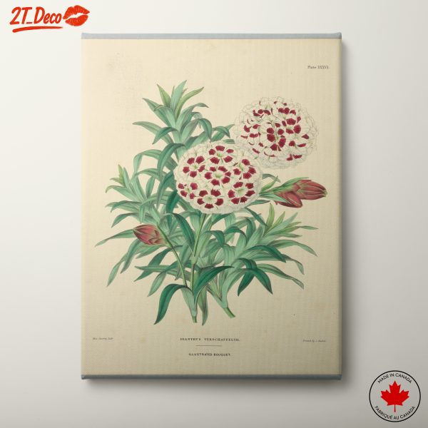 Illustrated Bouquet of Dianthus Flowers