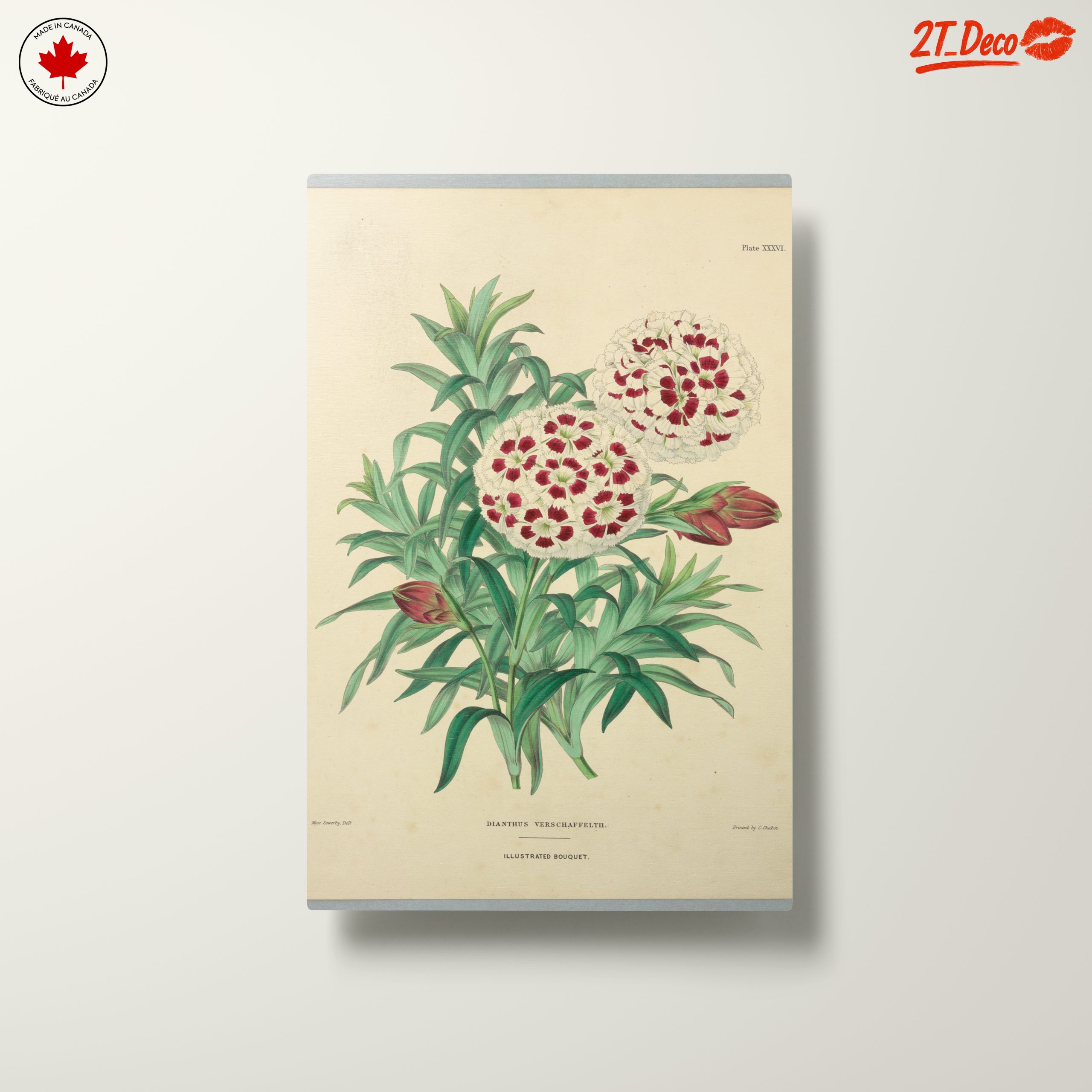 Illustrated Bouquet of Dianthus Flowers - Image 10
