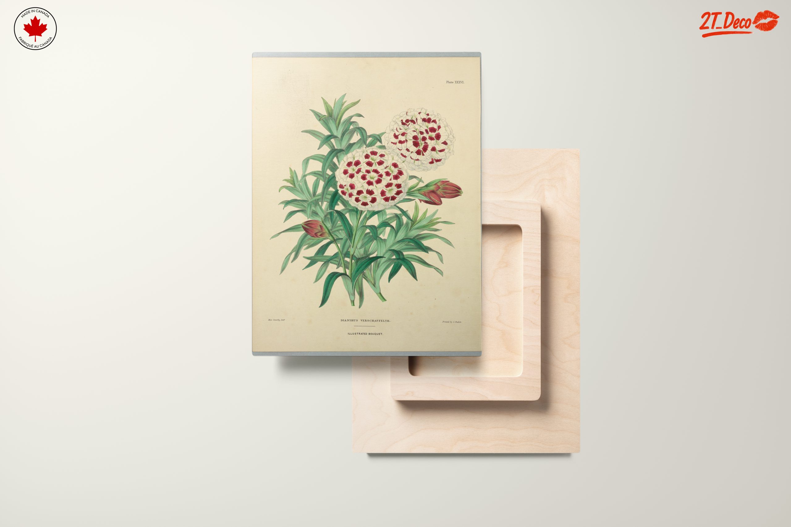 Illustrated Bouquet of Dianthus Flowers - Image 11