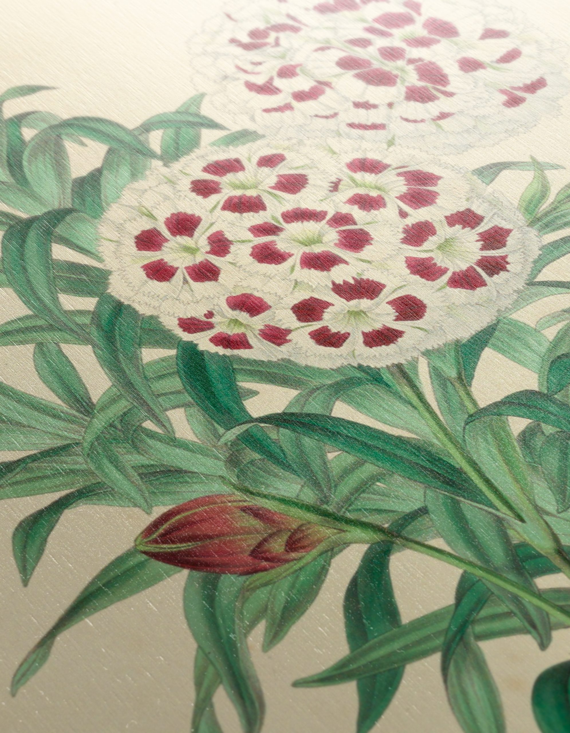 Illustrated Bouquet of Dianthus Flowers - Image 12