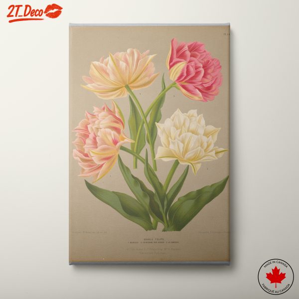 Beautiful Double Tulips Botanical Art