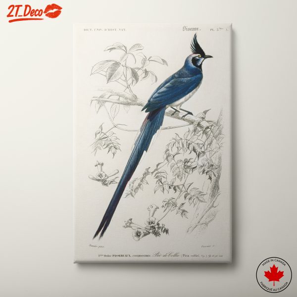 Elegant Vintage Avian Illustration of a Bird