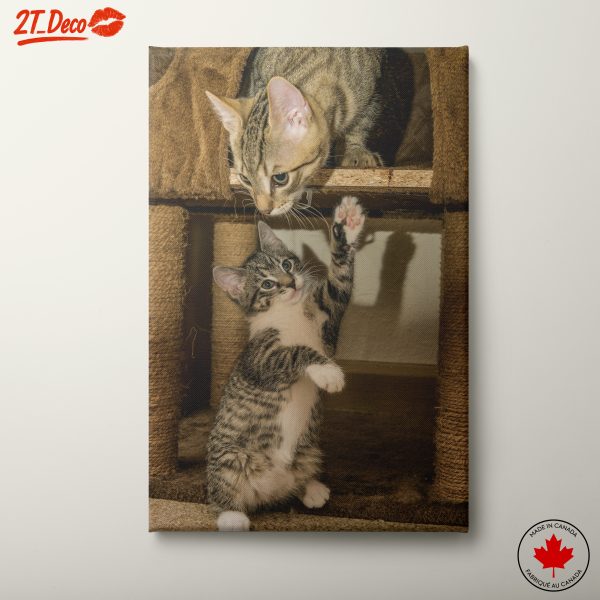 Playful Kittens Together