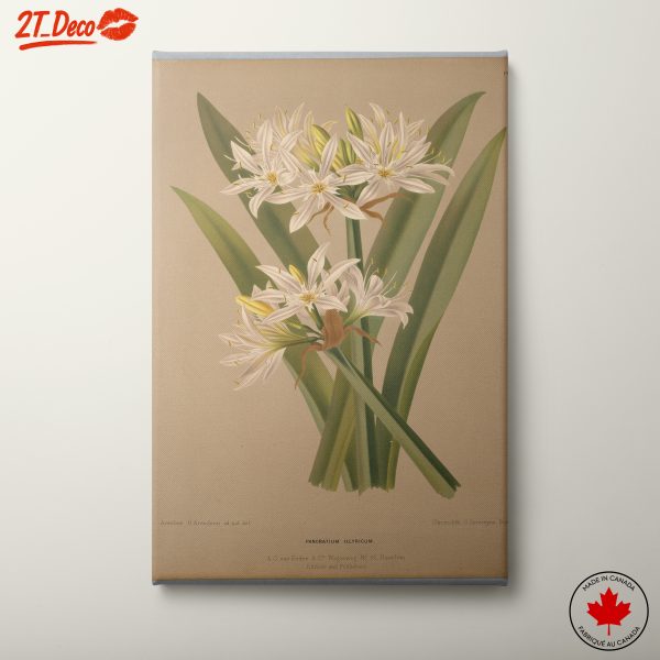 Elegant Botanical Illustration of Pancratium