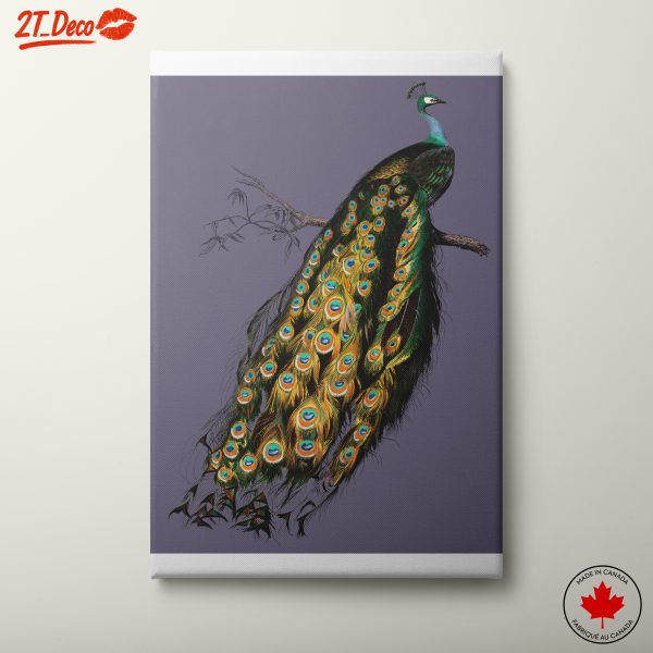 Elegant Peacock Displaying Its Feathers 2