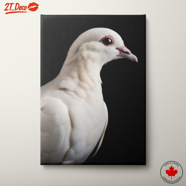 Stunning White Dove Portrait on Black Background