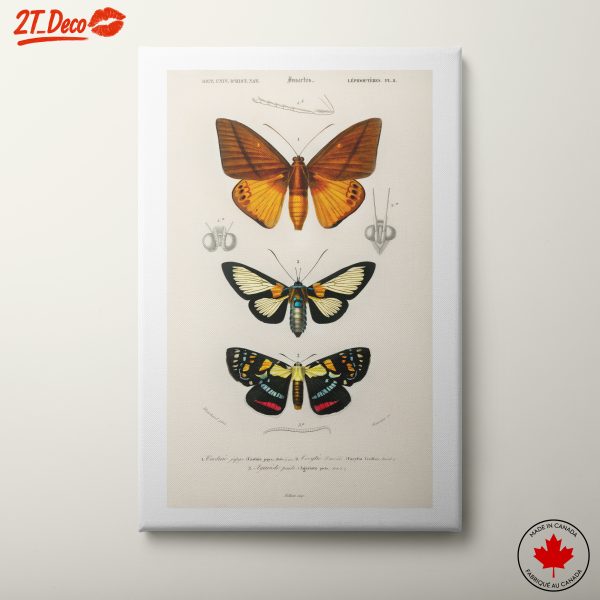 Vintage Insect Illustrations of Butterflies