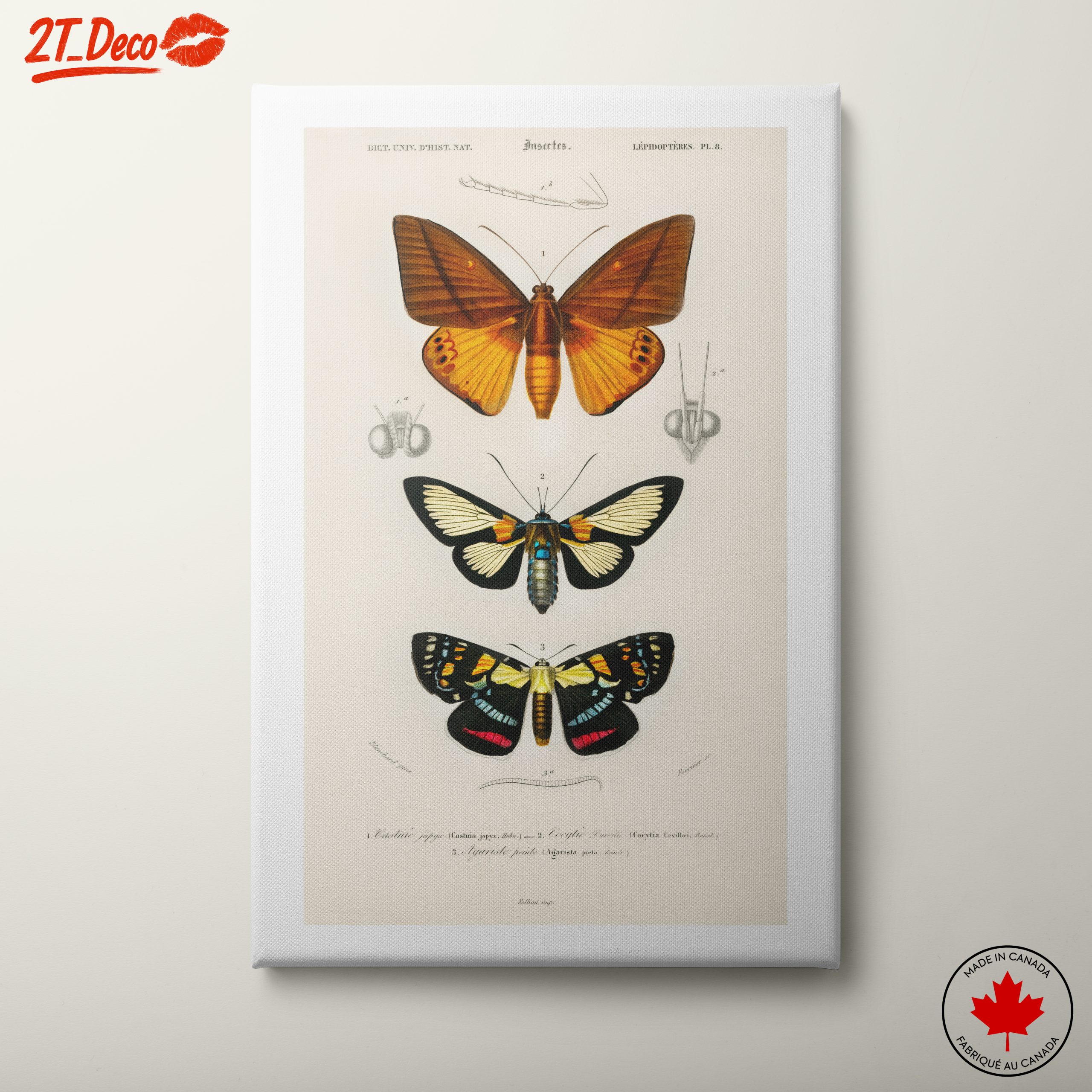 Vintage Insect Illustrations of Butterflies