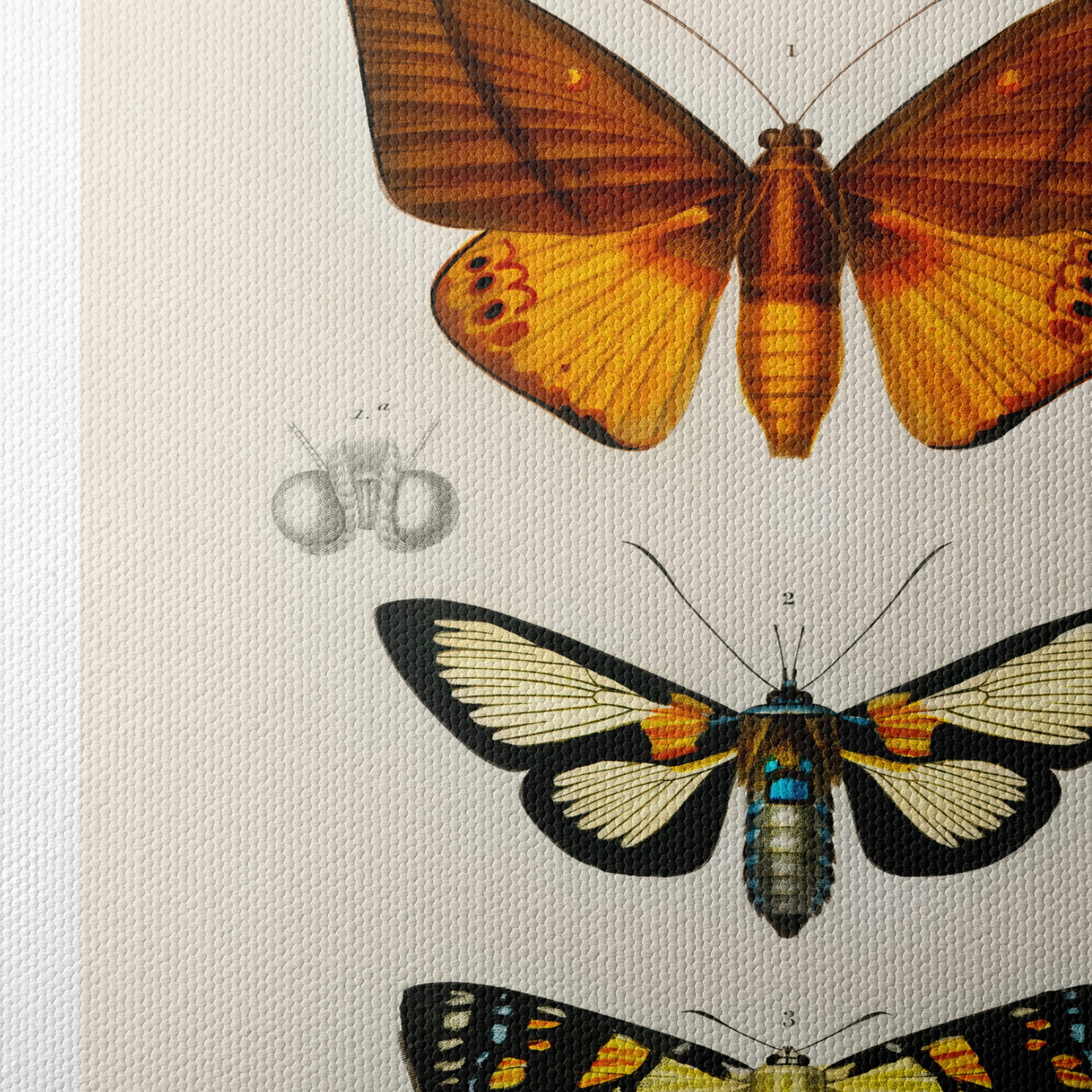 Vintage Insect Illustrations of Butterflies - Image 4