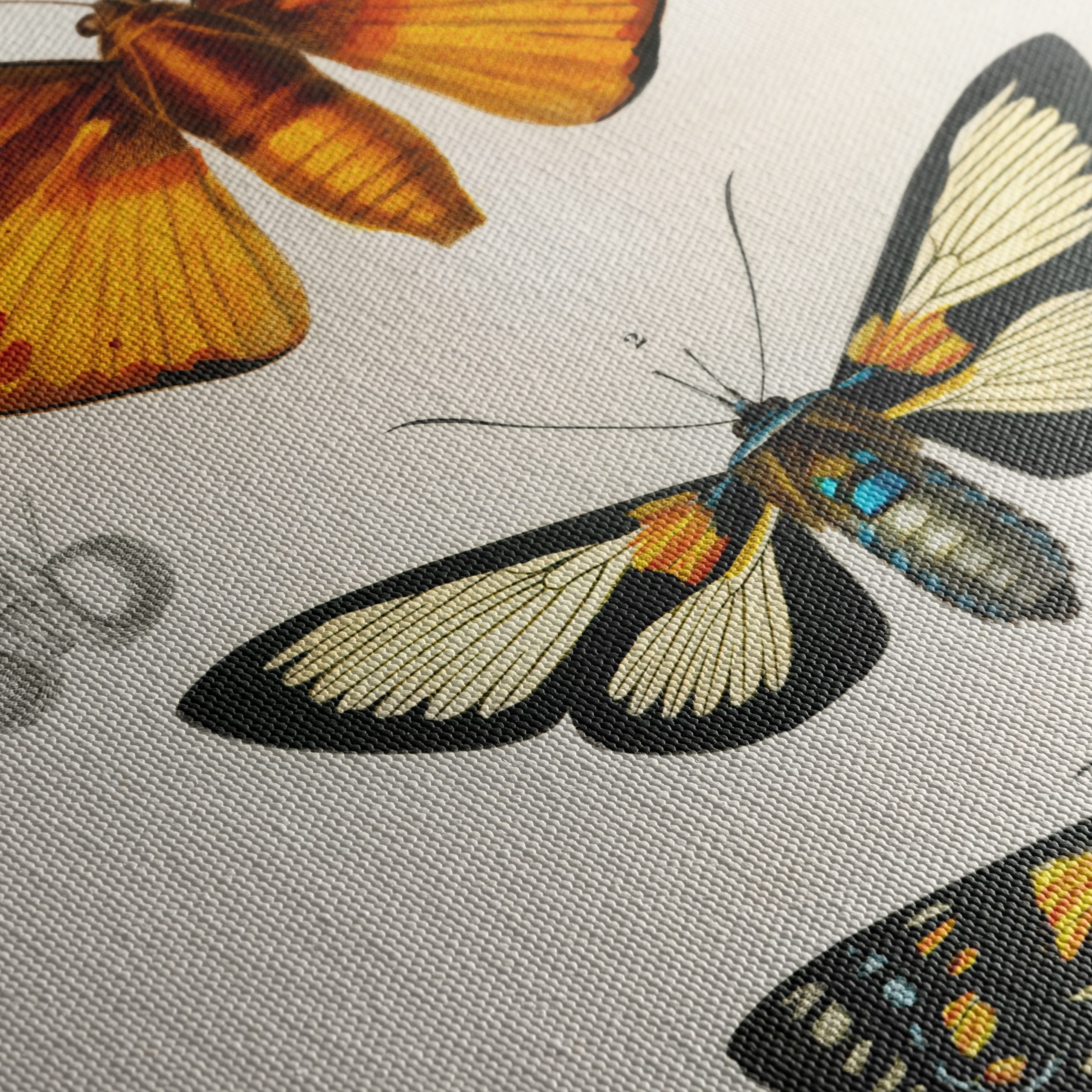 Vintage Insect Illustrations of Butterflies - Image 5