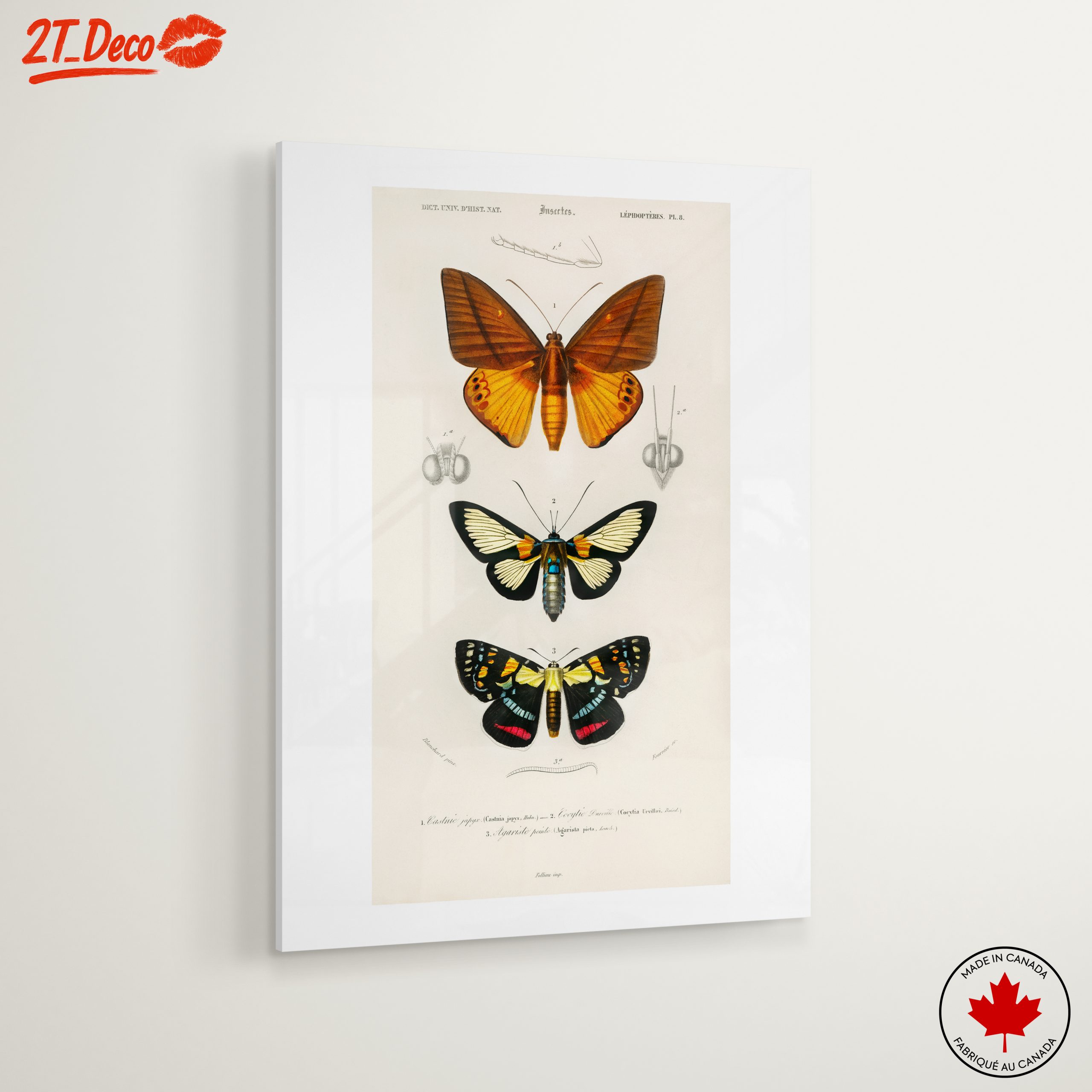 Vintage Insect Illustrations of Butterflies - Image 6