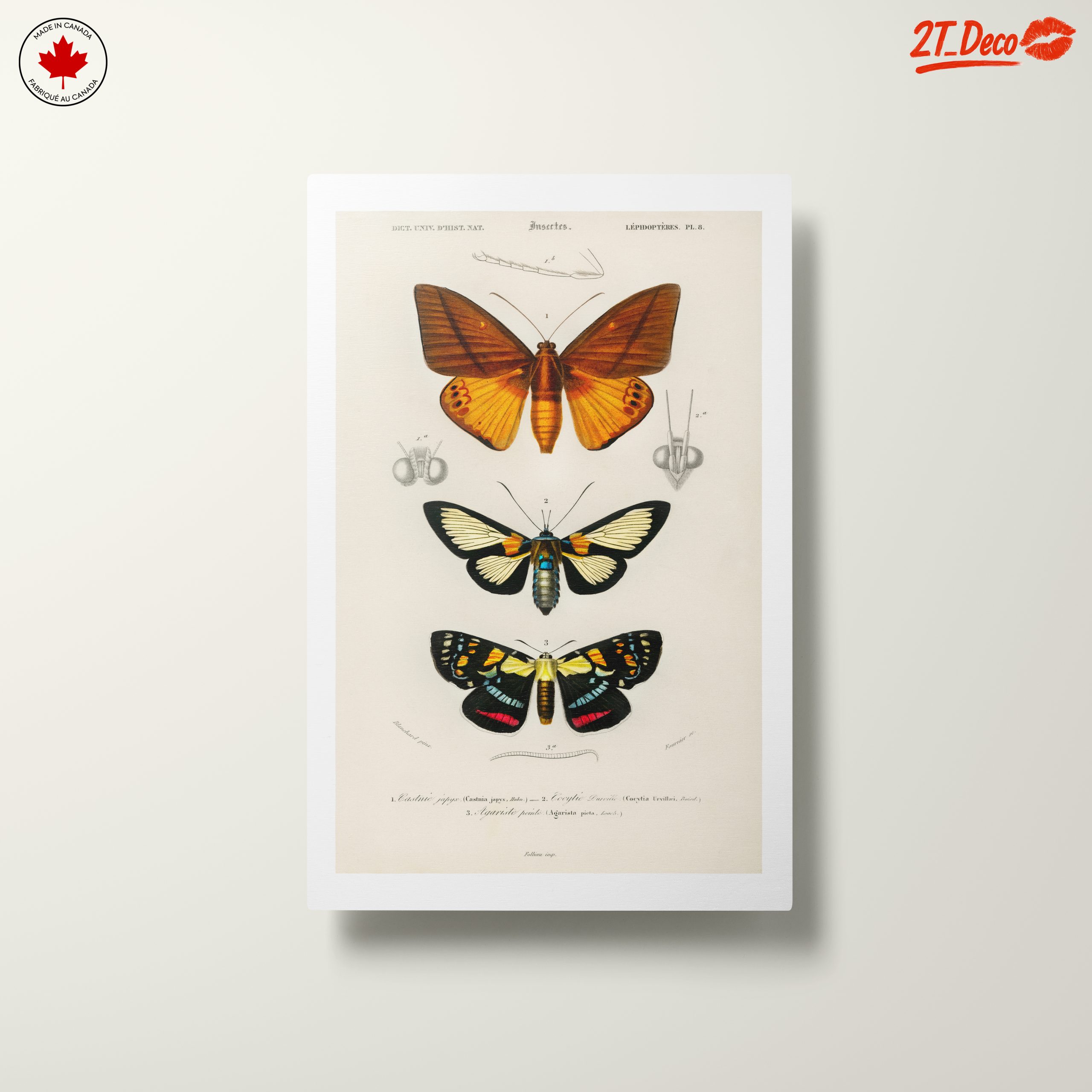 Vintage Insect Illustrations of Butterflies - Image 10