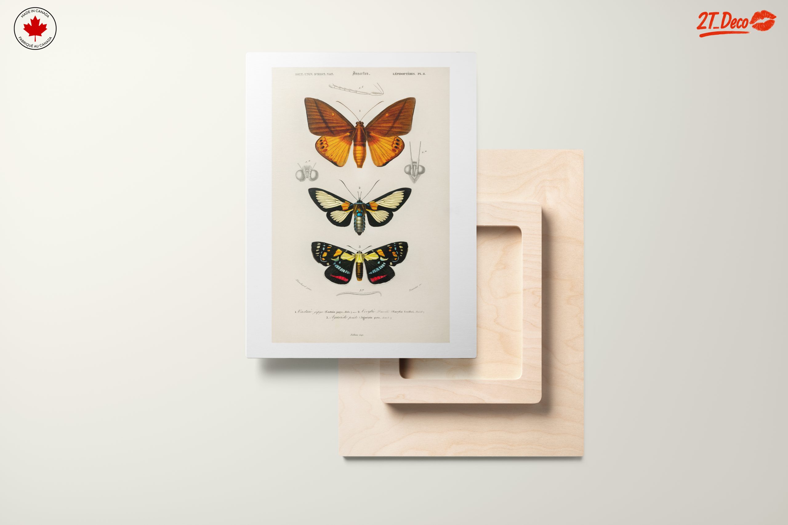 Vintage Insect Illustrations of Butterflies - Image 11
