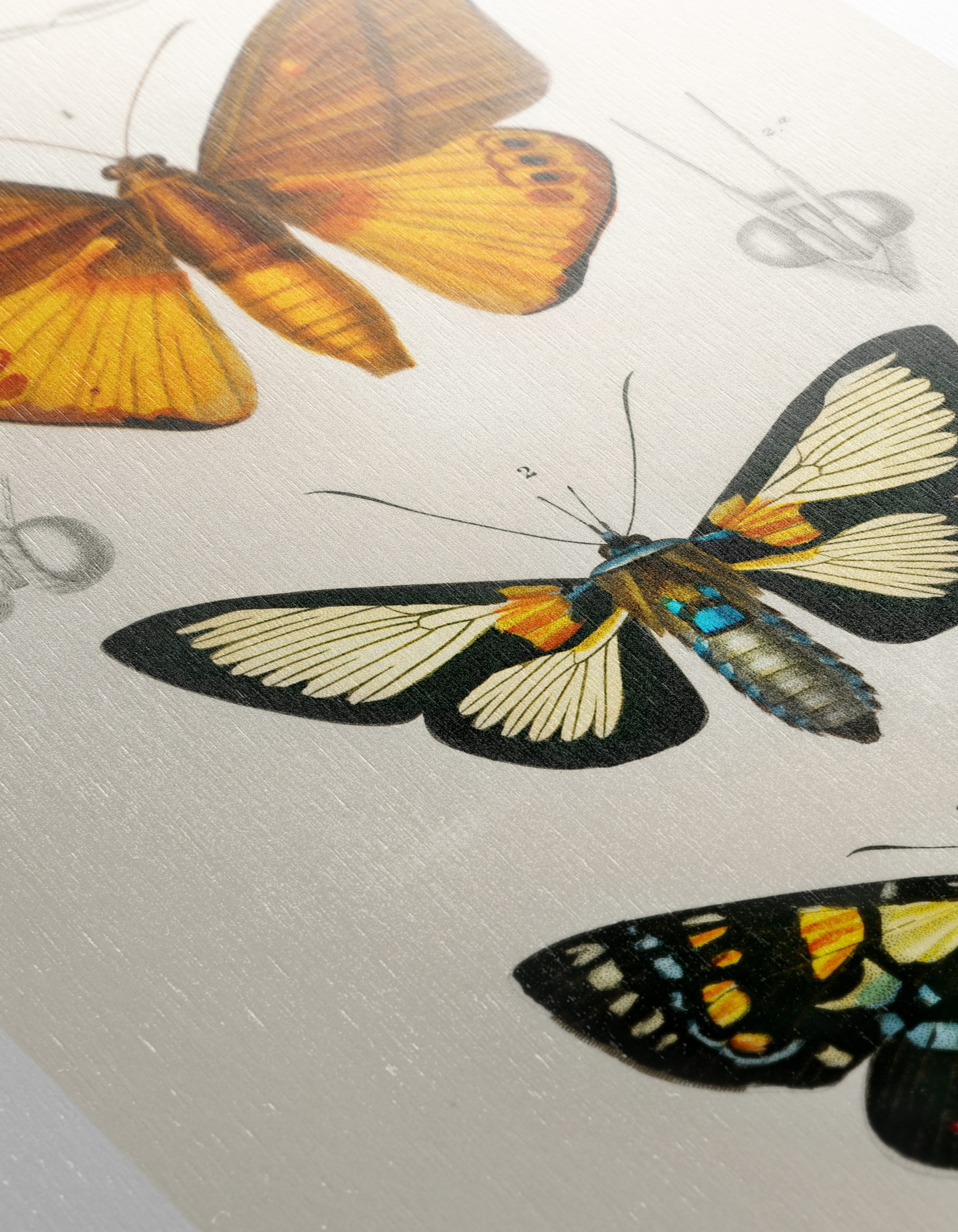 Vintage Insect Illustrations of Butterflies - Image 12