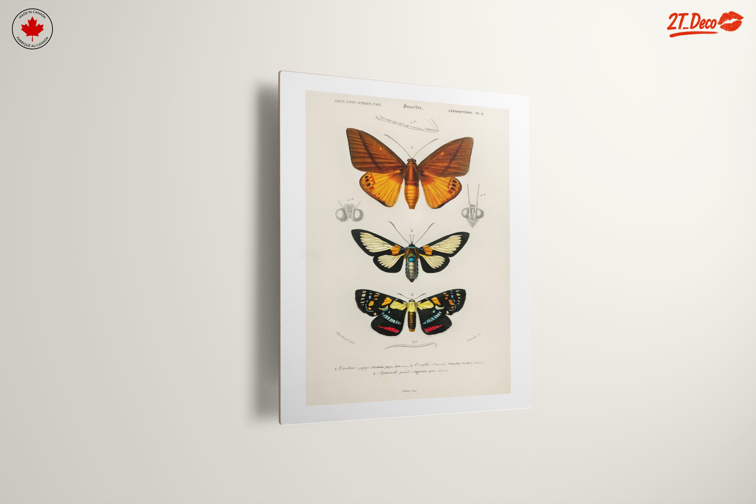 Vintage Insect Illustrations of Butterflies - Image 13
