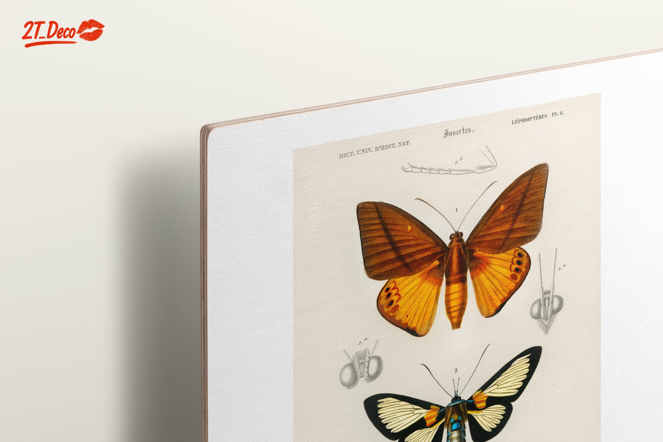 Vintage Insect Illustrations of Butterflies - Image 15