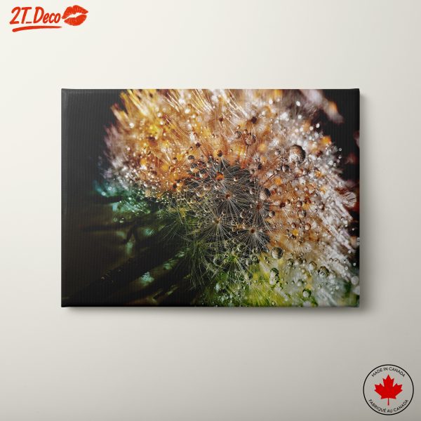 Close-Up Dandelion with Water Droplets