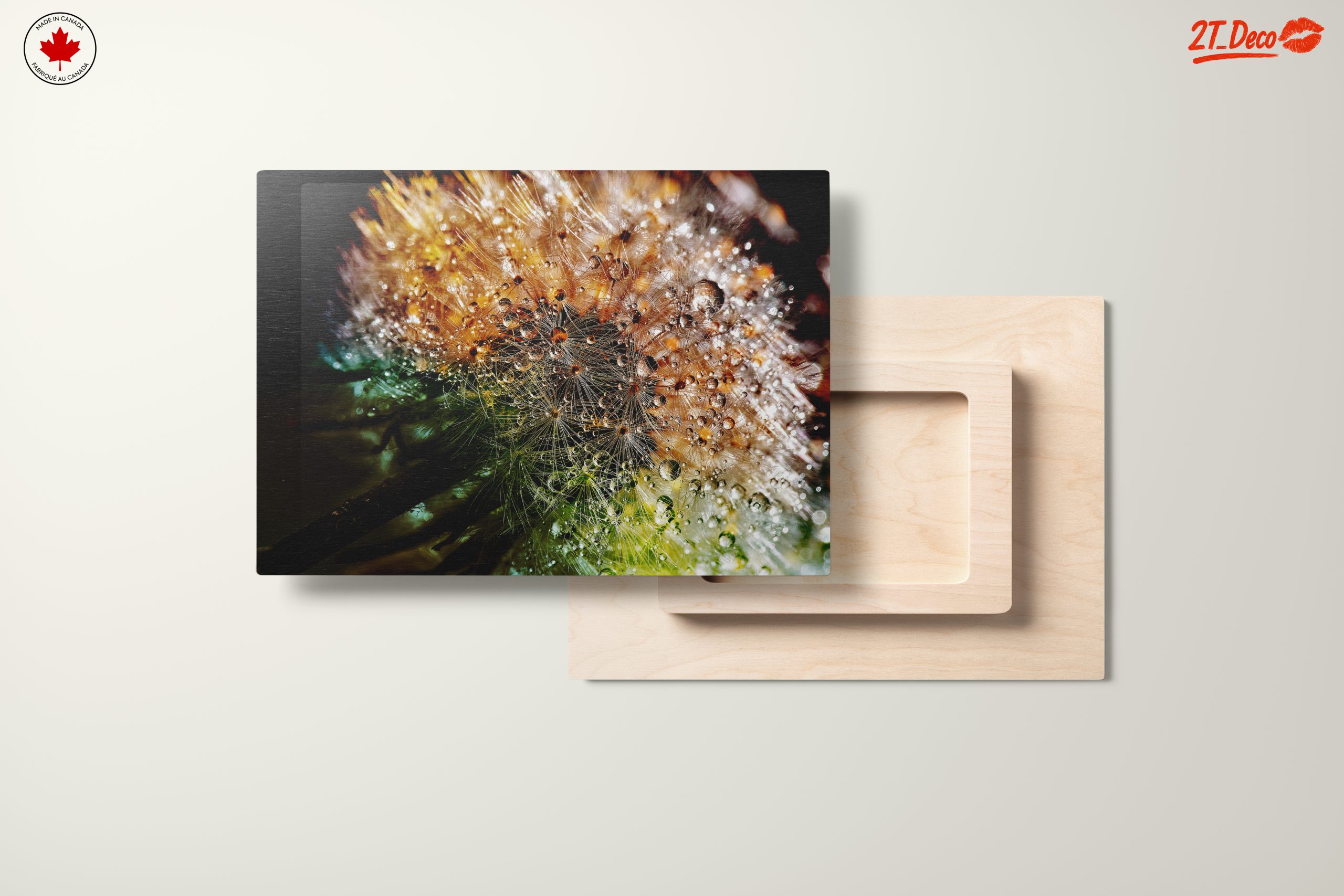 Close-Up Dandelion with Water Droplets - Image 11