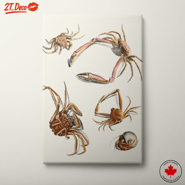 Detailed Entomological Illustration of Crabs