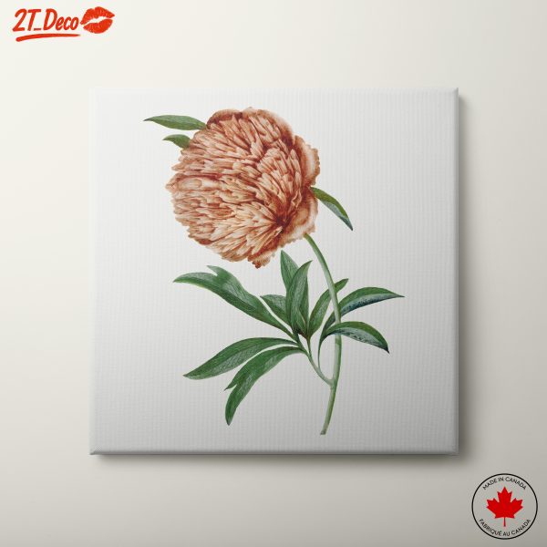 Detailed Botanical Flower Illustration