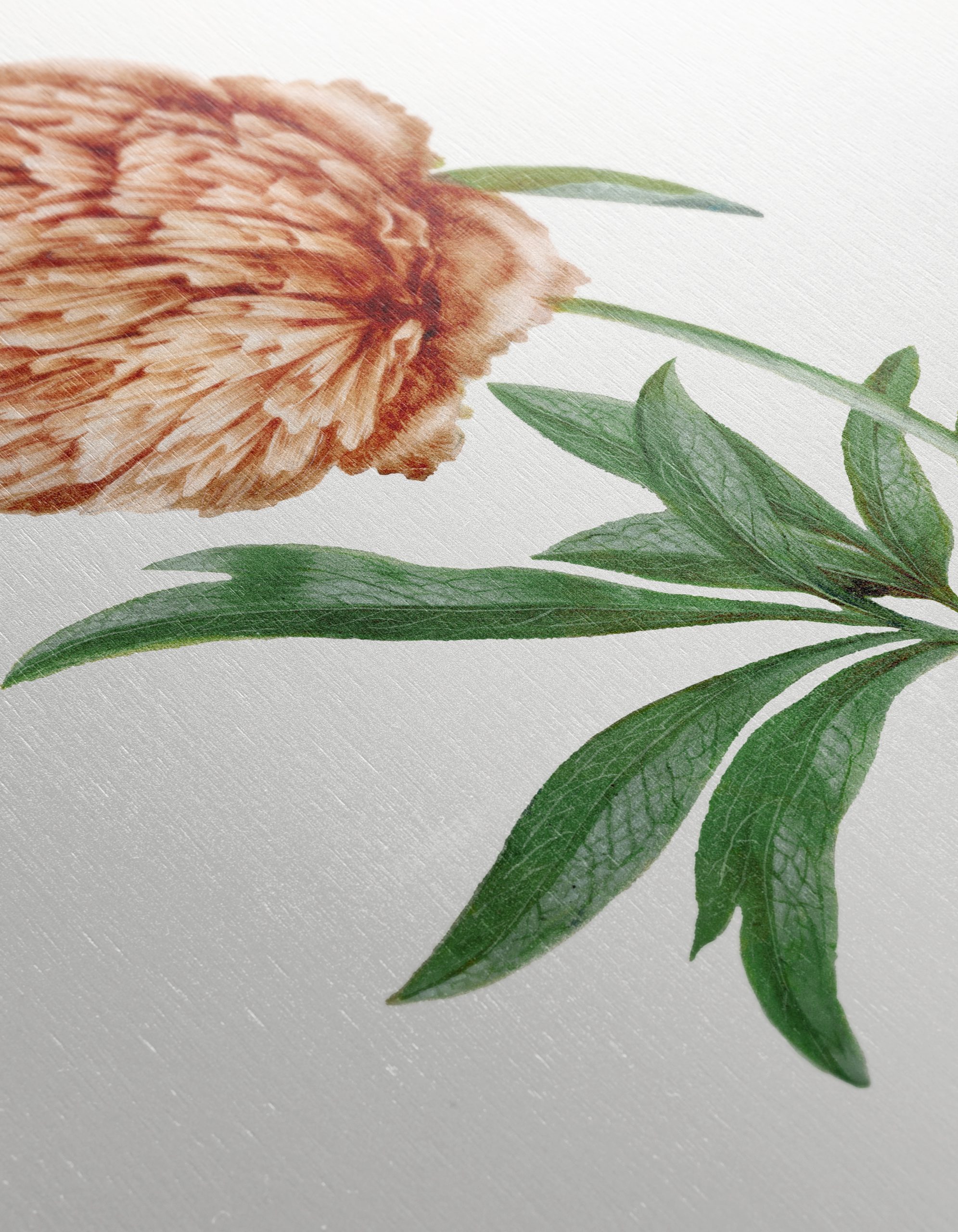 Detailed Botanical Flower Illustration - Image 12